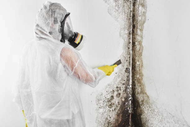 Best Fast Mold Removal  in Nottingham, PA