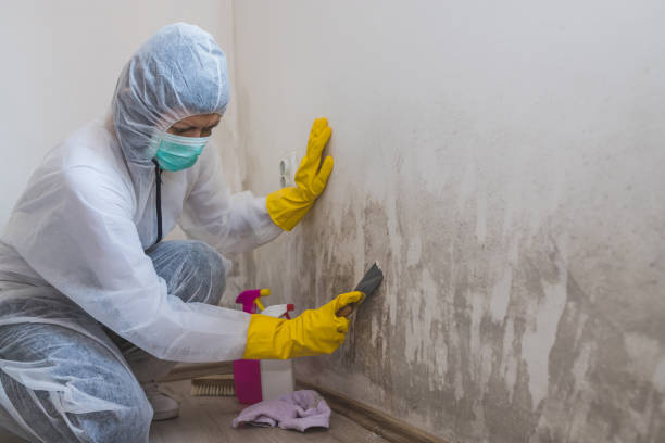 Best Residential Mold Removal  in Nottingham, PA