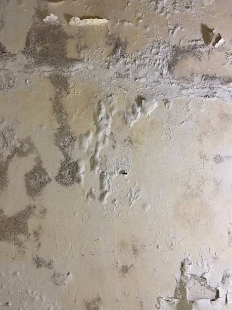 Nottingham, PA Mold Removal Company