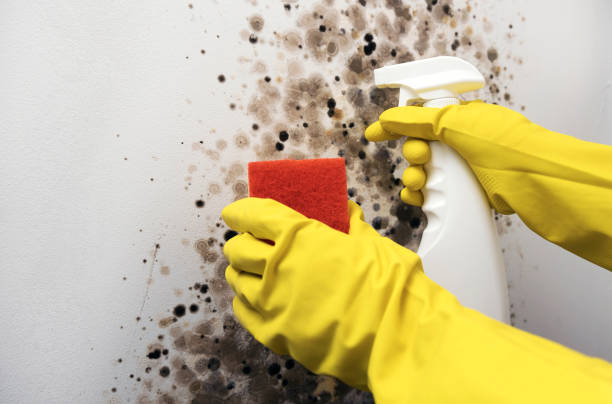 Best Same-Day Mold Removal  in Nottingham, PA